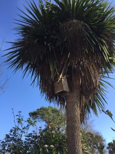 Bird house in a tree