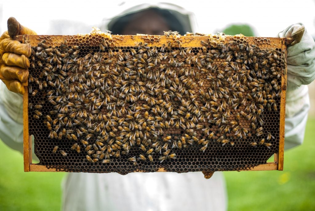 Person holding a honeybee 