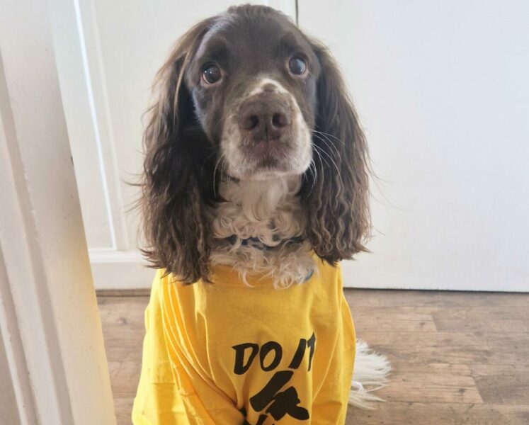 A brown and white dog with long, curly ears sits indoors on a wooden floor, wearing a loose-fitting yellow T-shirt that reads 'DO IT 4 YOUTH'. The dog looks up with wide eyes, creating an adorable and expressive pose.