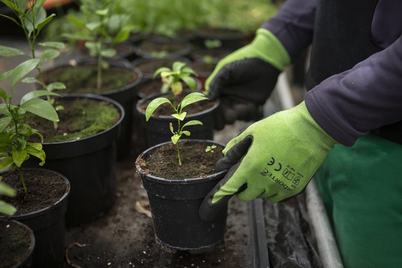 A pair of hands wearing green gloves holding a pot with a small green plant