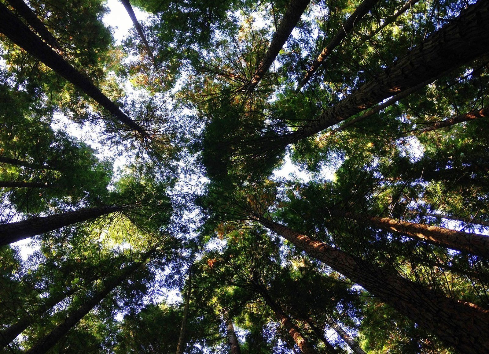 View of the treetops from the ground