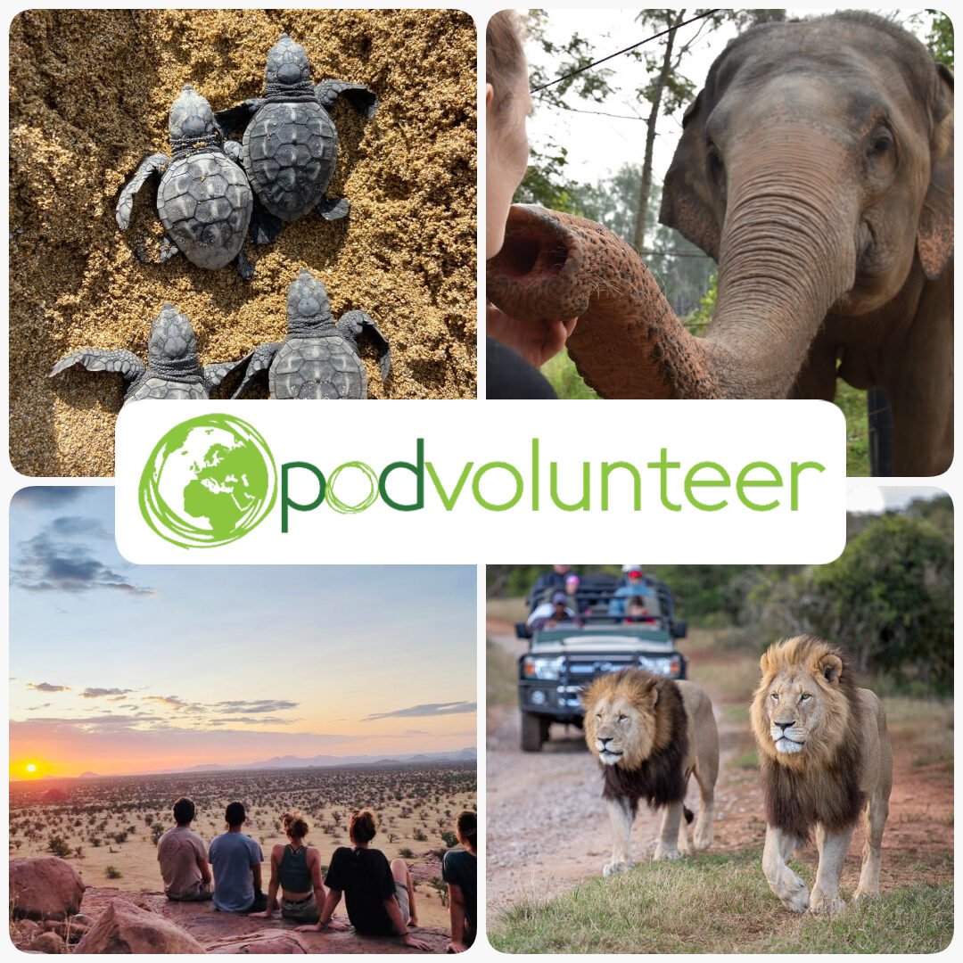 Podvolunteer logo over images of turtles, elephants, lions, and people watching a sunset.