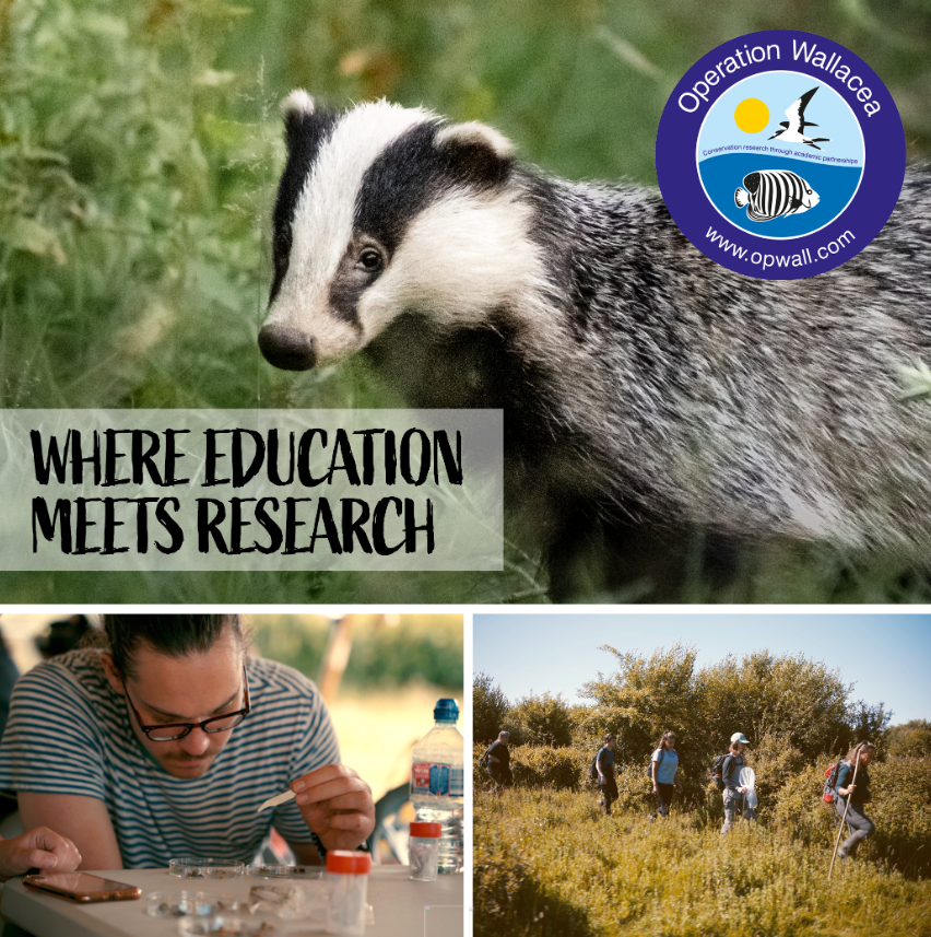Operation Wallacea over images of a badger and young people walking through long grass.