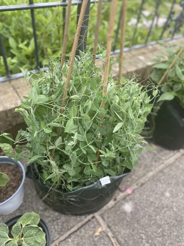 A big garden pot outside with a green plant growing thick.