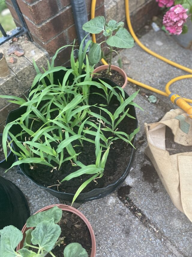 A pot with soil and a green plant sprouting standing outside.