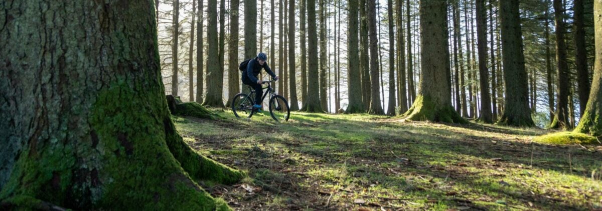 A young person riding a bike through a forest with tall trees and the sun shining through.