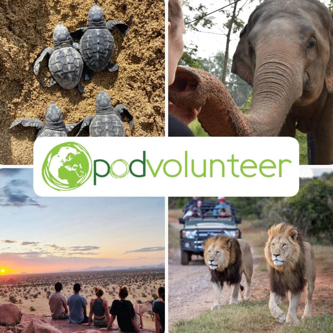 Pod Volunteer logo in front of photos of wildlife, including turtles, an elephant, lions and a sunset
