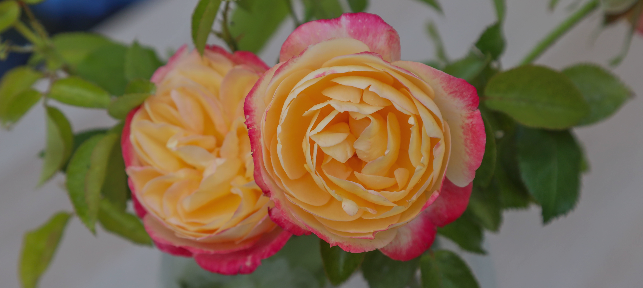 A close-up view of two blooming roses with soft yellow petals and pink edges, surrounded by green leaves. The flowers are arranged in a glass vase, set against a blurred background.