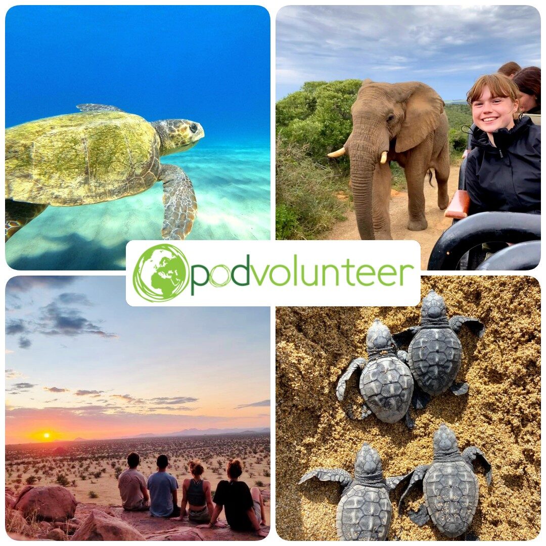Collage promoting Pod Volunteer featuring wildlife and conservation experiences: a sea turtle swimming underwater, an elephant beside a safari vehicle, four volunteers watching a desert sunset, and four baby sea turtles crossing sandy beach. The green Pod Volunteer logo is centred across the images.