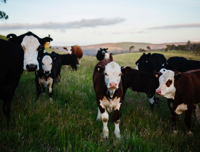 Group of cows in a field
