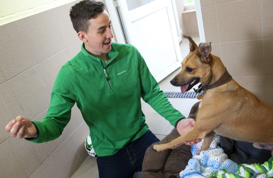 Young male volunteering at dog rescue